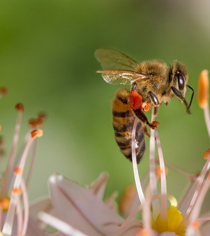 bee, spring, flower-515023 bee, spring, flower